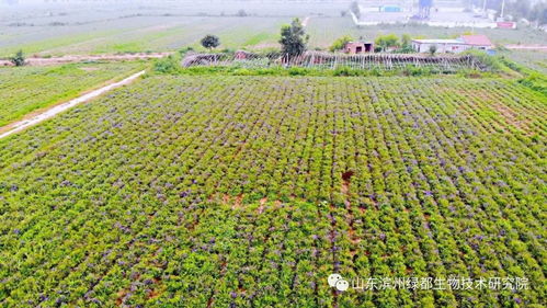 雙招雙引共建科研基地，中藥康養促進鄉村振興