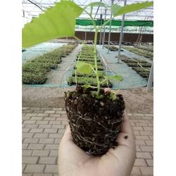 雜交構樹種植技術在中草藥科技領域的應用與咨詢