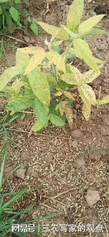 中醫農業生態科技助力沙化土地大豆保收——中草藥科技咨詢的應用與實踐