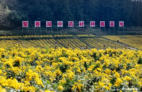 點草成金，融智興業——看南川中醫藥科技新生與產業蝶變