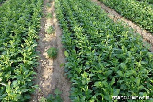 中藥材常見土傳病害防治與中草藥科技咨詢服務指南