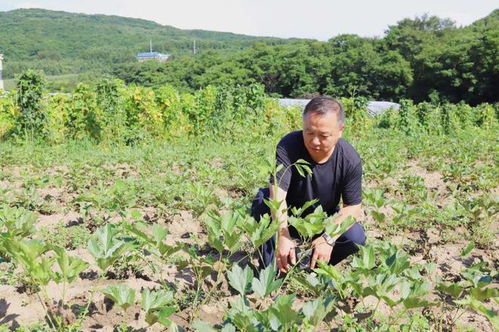 科技賦能，良方增效 通化市以技術(shù)咨詢(xún)驅(qū)動(dòng)中藥材產(chǎn)業(yè)高質(zhì)量發(fā)展
