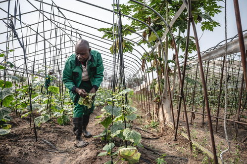 攜手登高向新 萌綠中非現(xiàn)代化合作之路——聚焦中草藥科技領(lǐng)域的技術(shù)咨詢(xún)新機(jī)遇