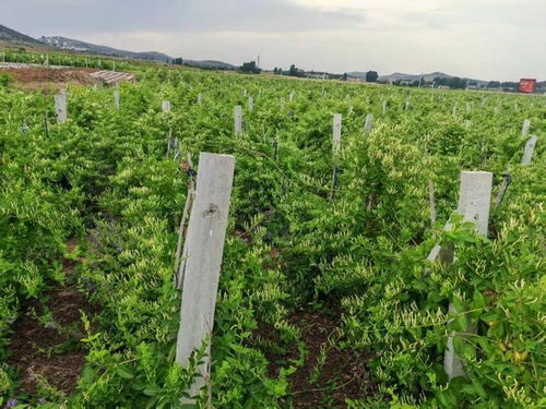 新年豪言振遠(yuǎn)安 金銀花開(kāi)富萬(wàn)家，中草藥科技引領(lǐng)新征途