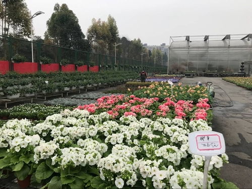 溫江花卉產(chǎn)業(yè)復(fù)蘇與中草藥科技咨詢(xún)的雙重奏 春回大地，科技賦能