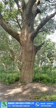 德立康環境技術 連接白蟻防治與中草藥科技的專業橋梁